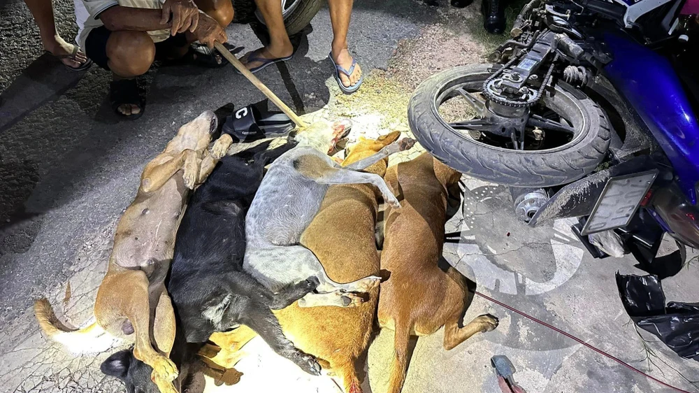5 con chó bị bắn hạ. Ảnh: CA