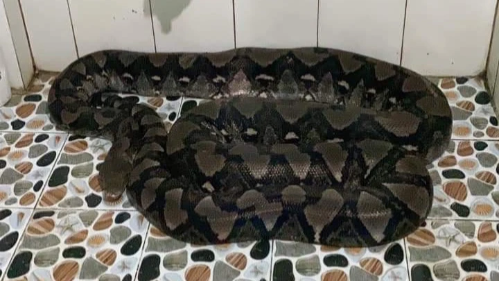Con trăn gấm nặng 50 kg trong nhà tắm