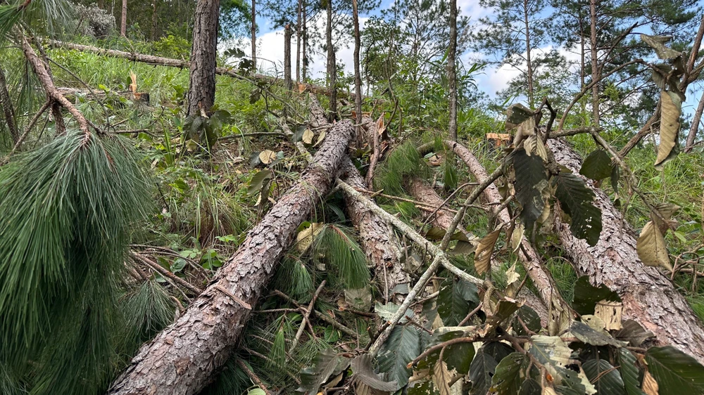 Hàng trăm cây thông bị triệt hạ. Ảnh: VT