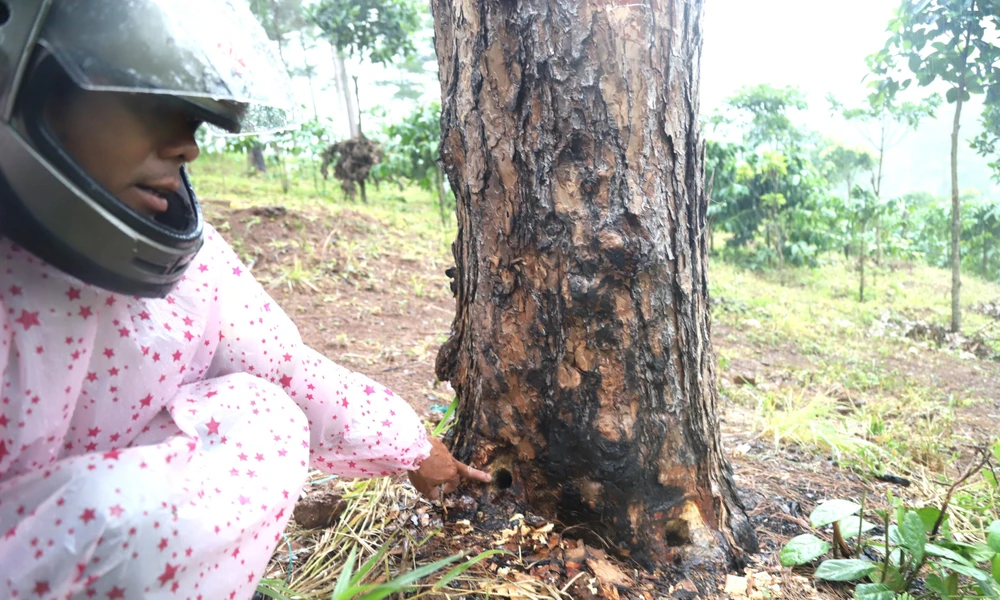 Hàng trăm cây thông bị khoan lỗ rồi bơm hóa chất. Ảnh: VT