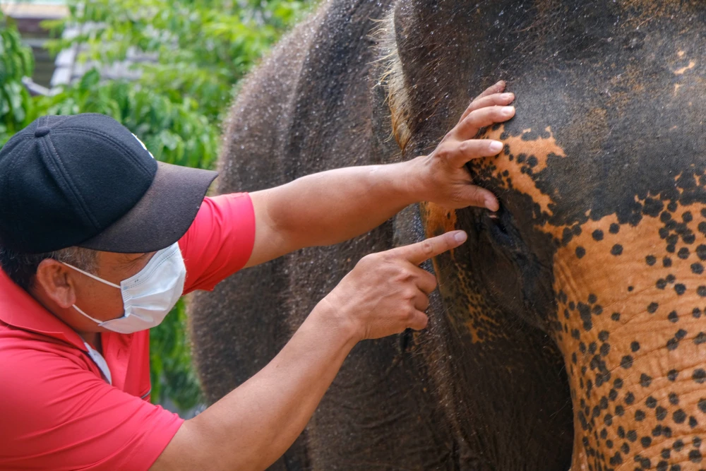 Ngoài hàng loạt điều kiện cần thiết, ông Đại cho biết để chăm sóc được voi, đòi hỏi người nuôi và voi phải có tình cảm với nhau. Ngoài hàng loạt điều kiện cần thiết, ông Đại cho biết để chăm sóc được voi, đòi hỏi người nuôi và voi phải có tình cảm với nhau.