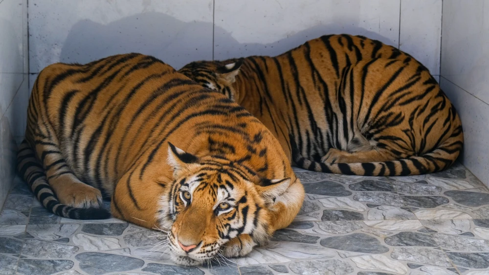 Ngoài đàn voi, bác sĩ thú y Phan Đắc Mậu Đại còn là người duy nhất ở tỉnh Lâm Đồng nuôi thành công 2 con hổ Bengal. Ngoài đàn voi, bác sĩ thú y Phan Đắc Mậu Đại còn là người duy nhất ở tỉnh Lâm Đồng nuôi thành công 2 con hổ Bengal.