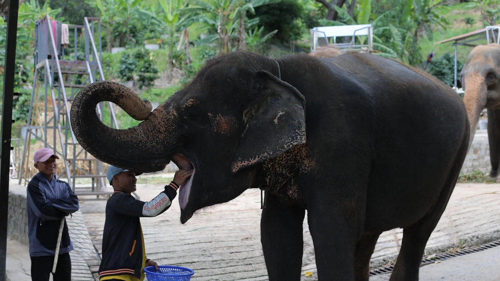 Công nhân đang chăm sóc cho voi. Công nhân đang chăm sóc cho voi.