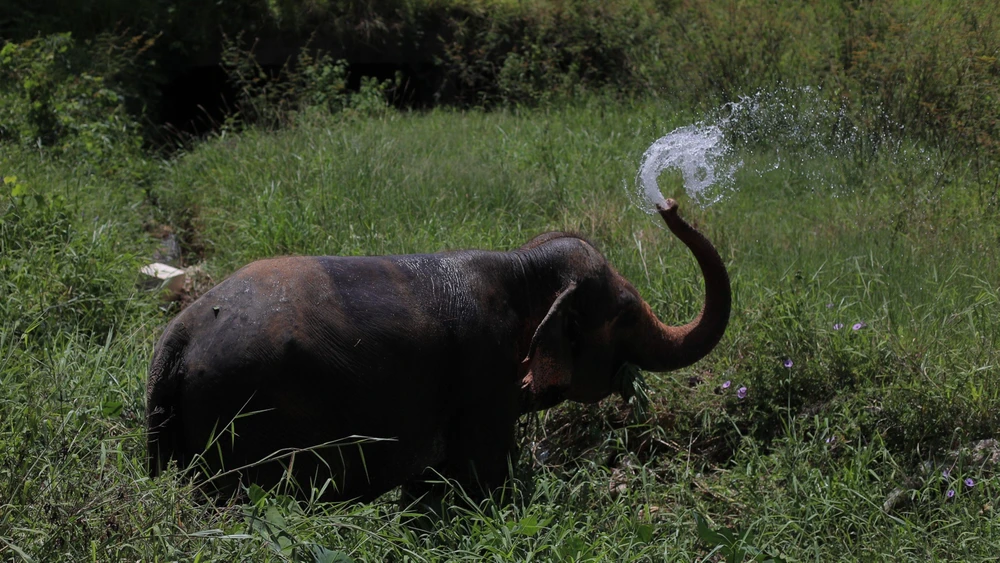 Mỗi tuần 2 lần đàn voi được ông Đại thả vào rừng dưới chân núi Voi để đi dạo, tìm kiếm thức ăn. Mỗi tuần 2 lần đàn voi được ông Đại thả vào rừng dưới chân núi Voi để đi dạo, tìm kiếm thức ăn.