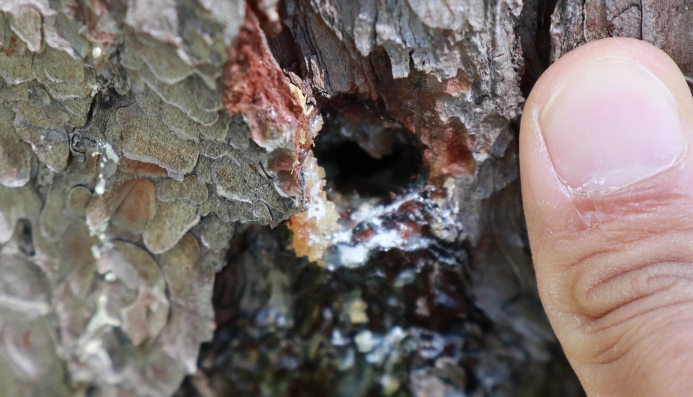 Đầu độc 100 cây thông