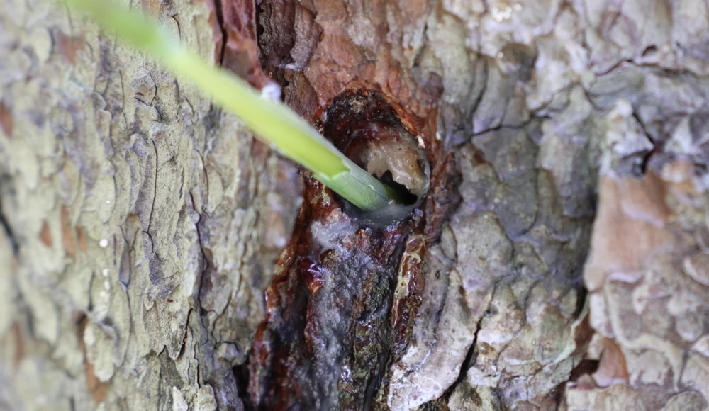 Đầu độc 100 cây thông