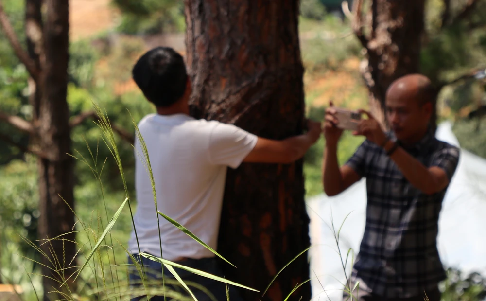 Đầu độc 100 cây thông