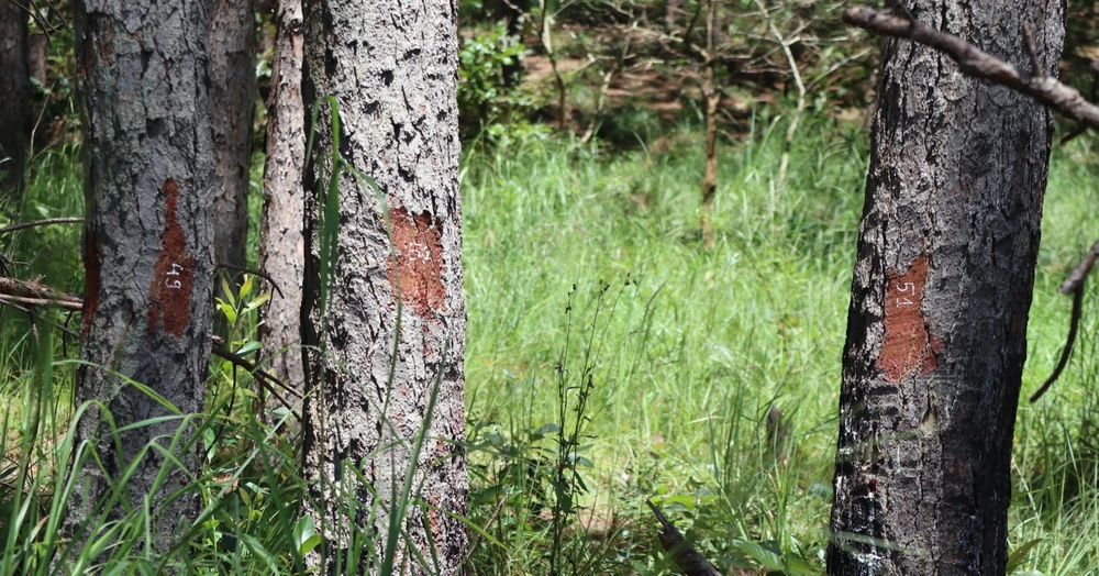 Đầu độc 100 cây thông