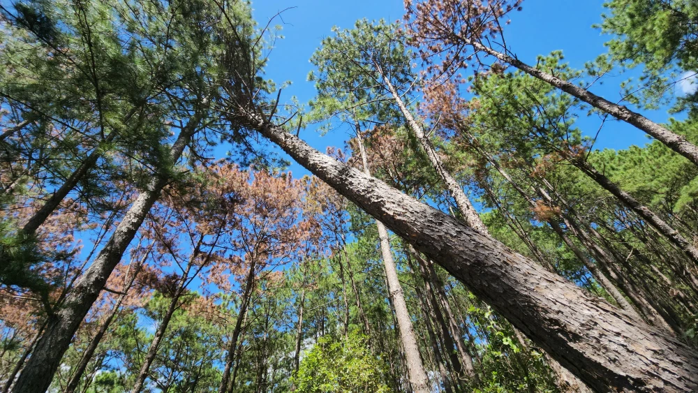 Đầu độc 100 cây thông