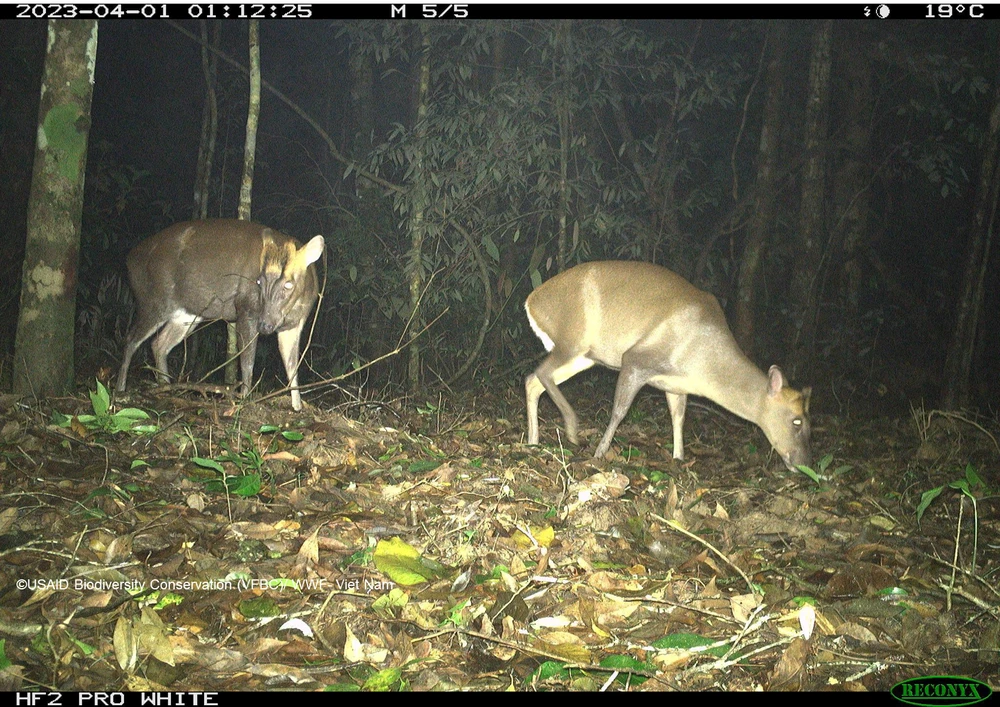 13 Mang Truong Son.png