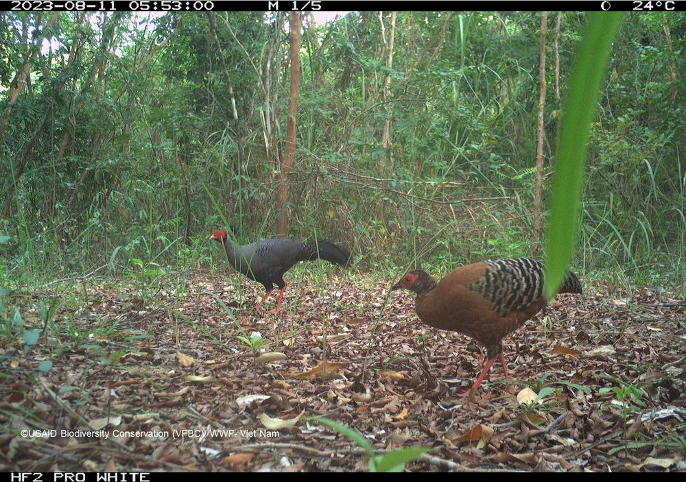 6 Ga loi hong tia.png