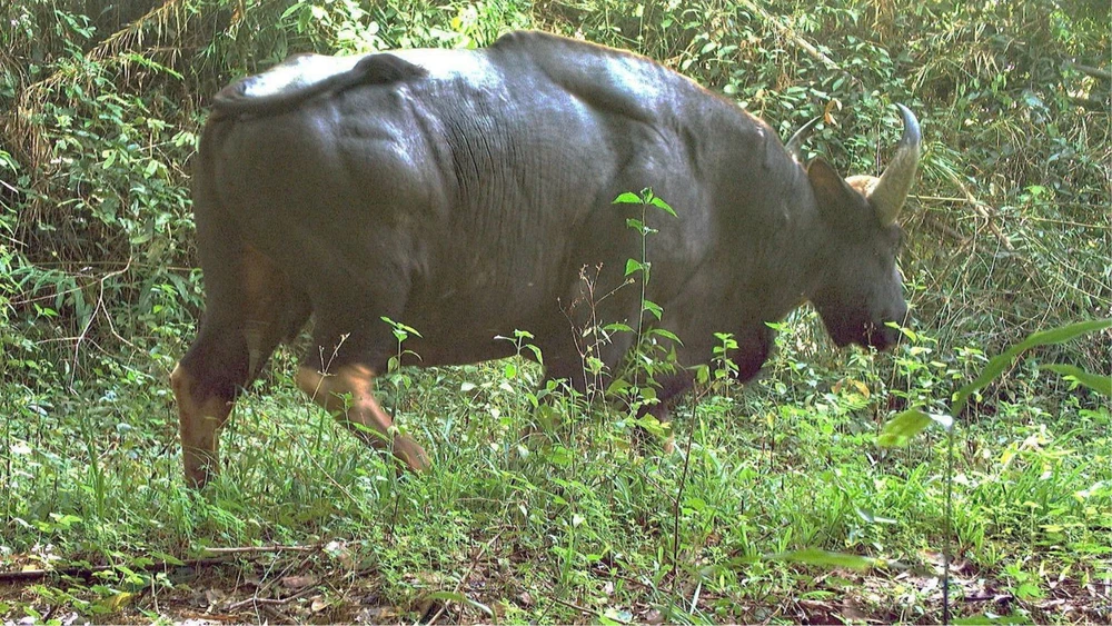 Bảo vệ thú rừng quý hiếm thông qua chương trình Hợp phần Bảo tồn Đa dạng sinh học