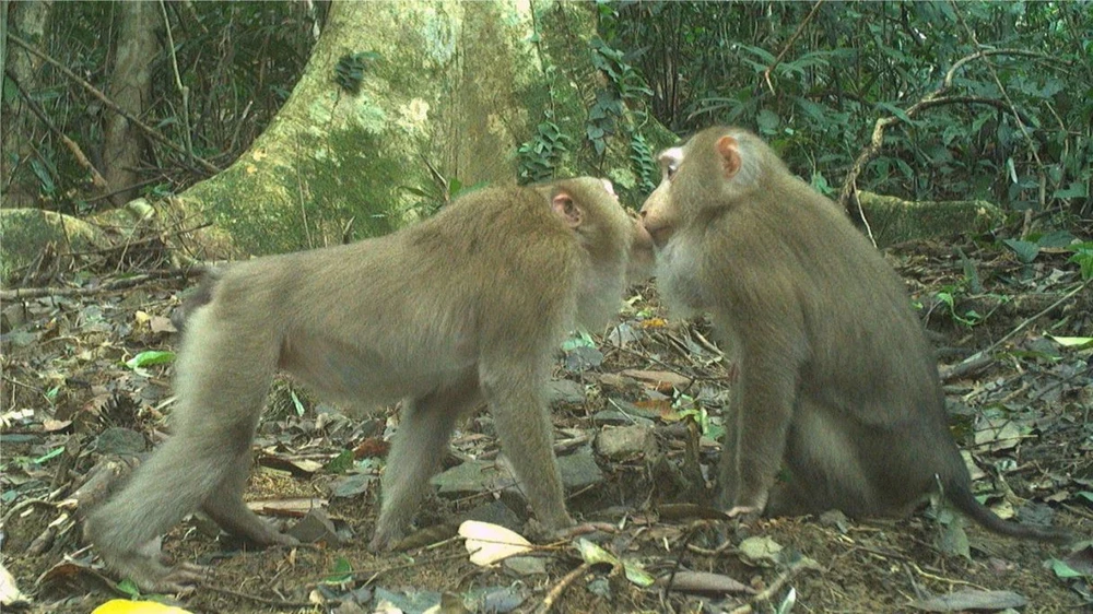 Bảo vệ thú rừng quý hiếm thông qua chương trình Hợp phần Bảo tồn Đa dạng sinh học