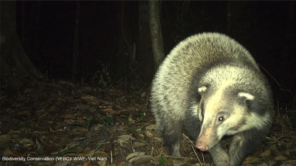 Bảo vệ thú rừng quý hiếm thông qua chương trình Hợp phần Bảo tồn Đa dạng sinh học