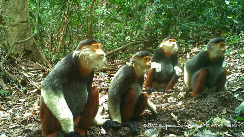 Bảo vệ thú rừng quý hiếm thông qua chương trình Hợp phần Bảo tồn Đa dạng sinh học