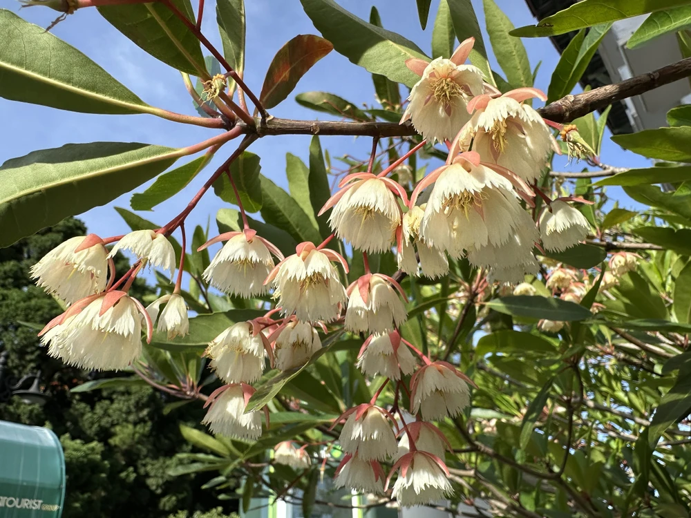 Rung rinh mùa hoa cơm nước ở Đà Lạt