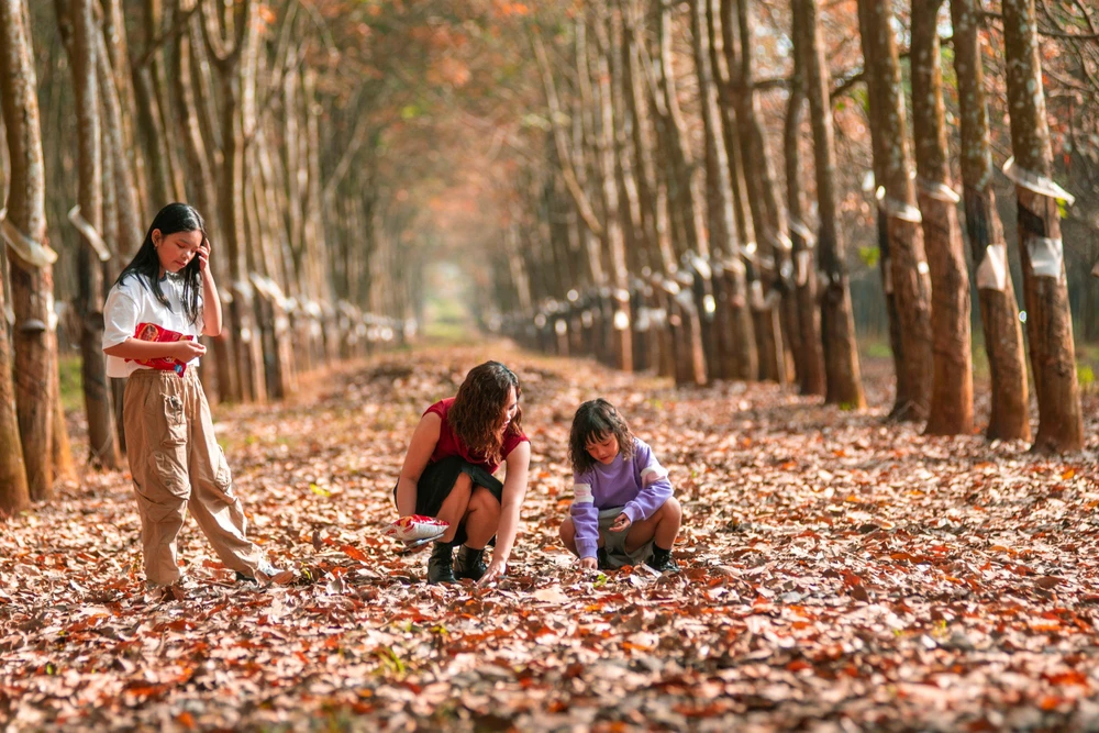 Về miền Đông mùa cao su thay lá