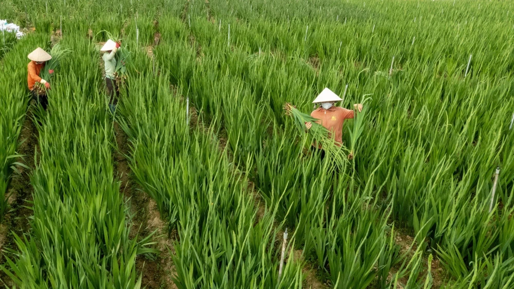 Xem nông dân Lâm Đồng trồng hoa lay ơn vụ tết