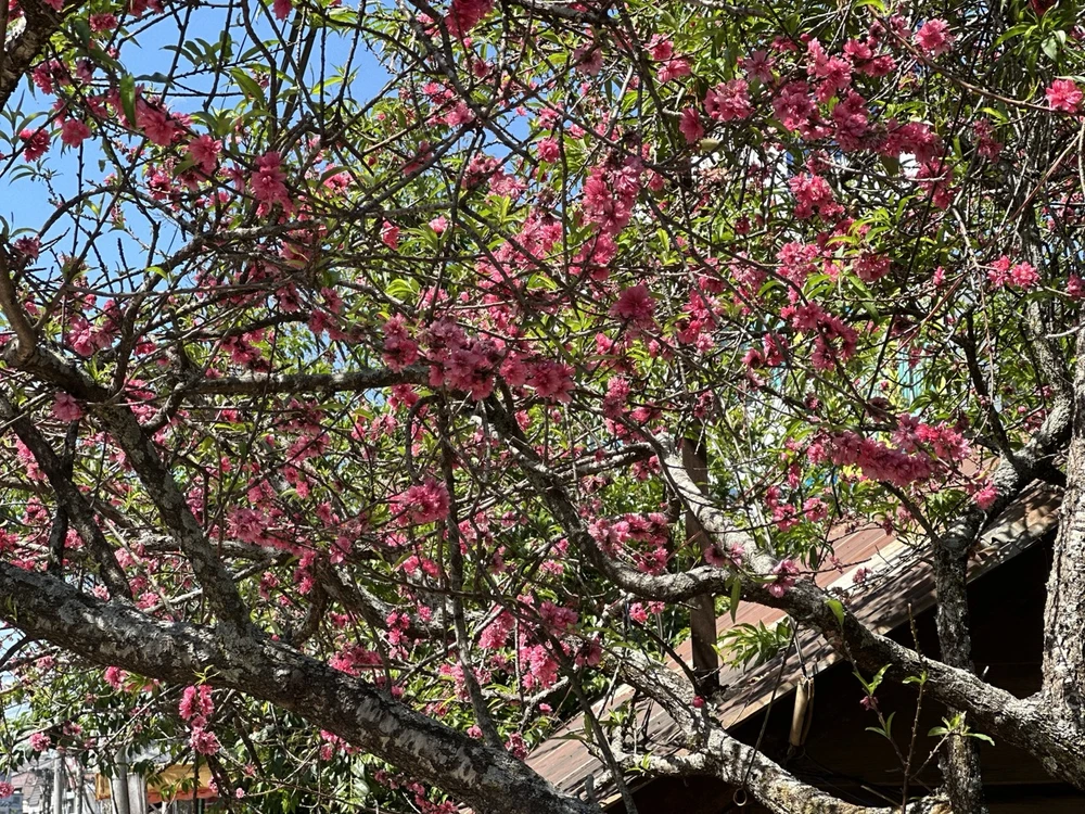 Hàng ngàn du khách check-in 'cây đào quốc dân' ở Đà Lạt