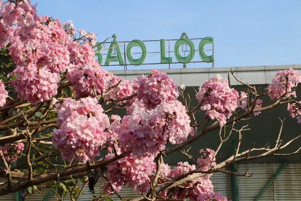 hong-phan-1 lớn.jpeg