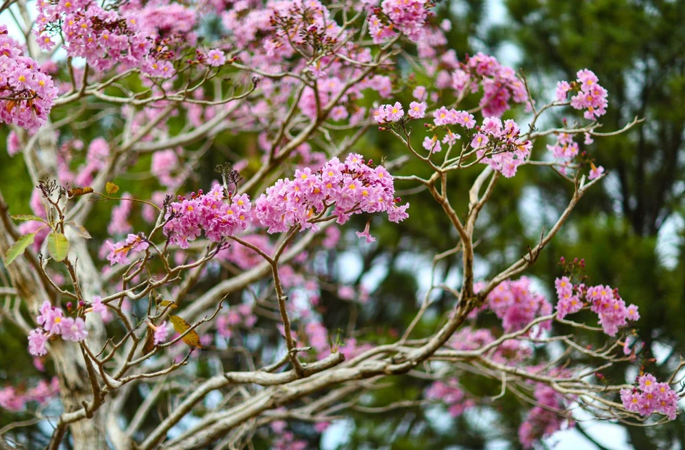 hong-phan-11 lớn.jpeg