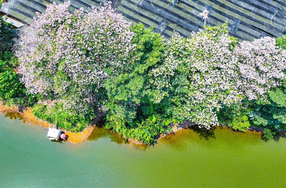 Mùa hồng phấn chưa qua ở xứ B’lao