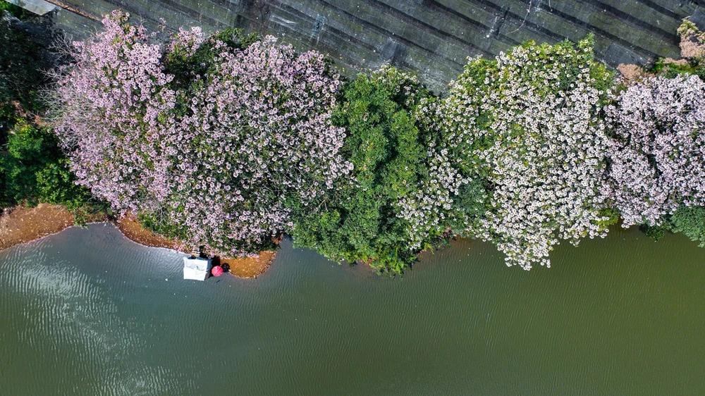 hong-phan-14 lớn.jpeg