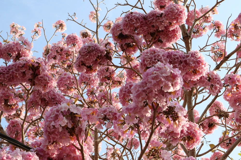 hong-phan-2 lớn.jpeg