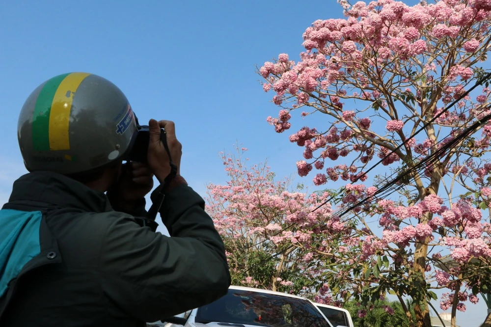 hong-phan-8 lớn.jpeg