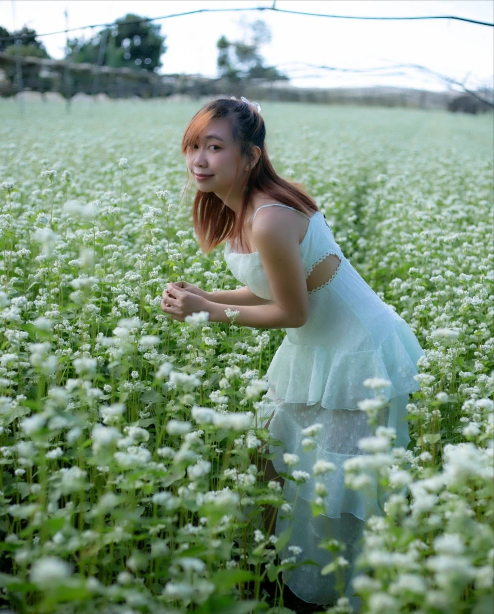 Mê mẩn vườn hoa tam giác mạch trắng muốt ở Ka Đô