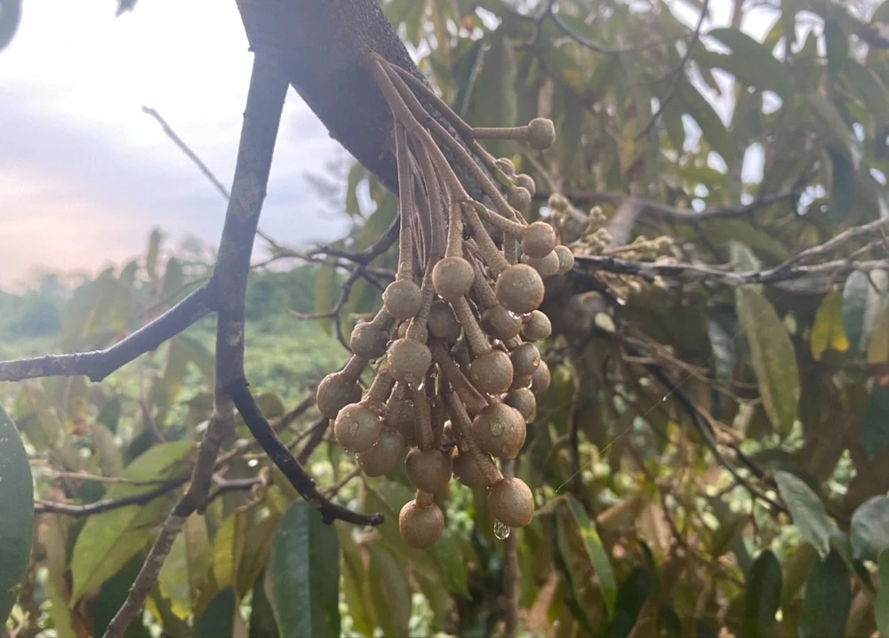 Đón cơn mưa giải hạn, nông dân Lâm Đồng mừng như bắt được vàng