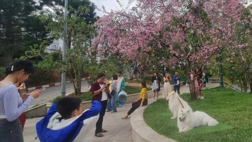 Đà Lạt: Lập biên bản 2 thanh niên đưa 4 con chó ra gốc mai anh đào cho khách chụp ảnh rồi thu tiền