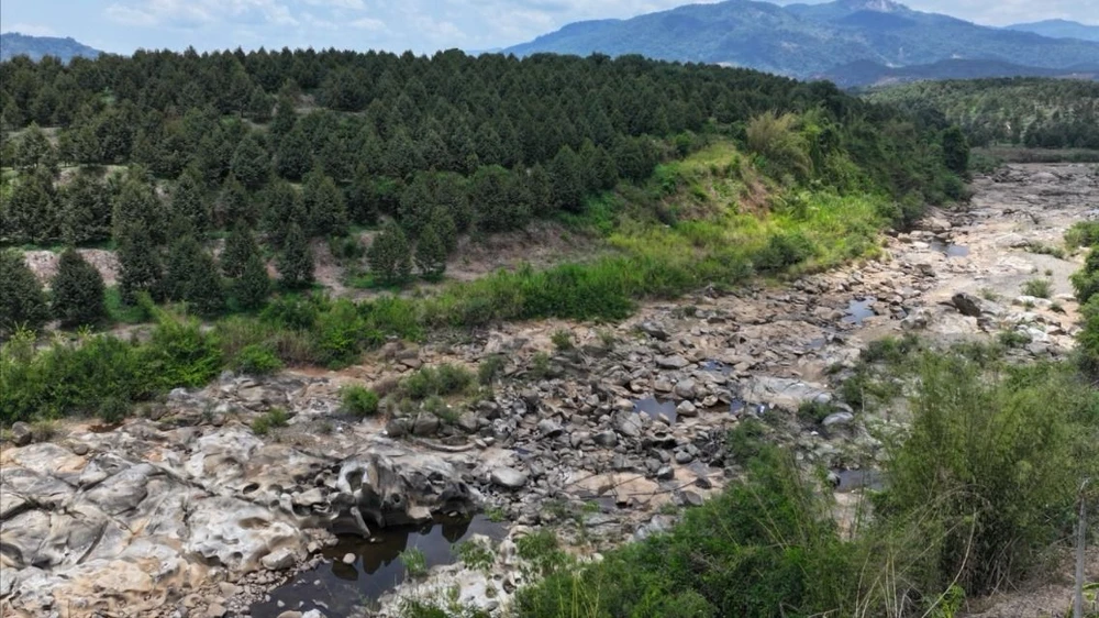 sau-rieng-10 lớn.jpeg