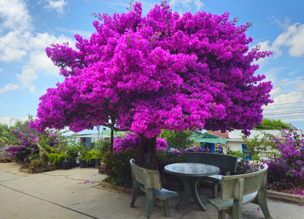 Check - in cây hoa giấy vạn người mê ở Đà Lạt