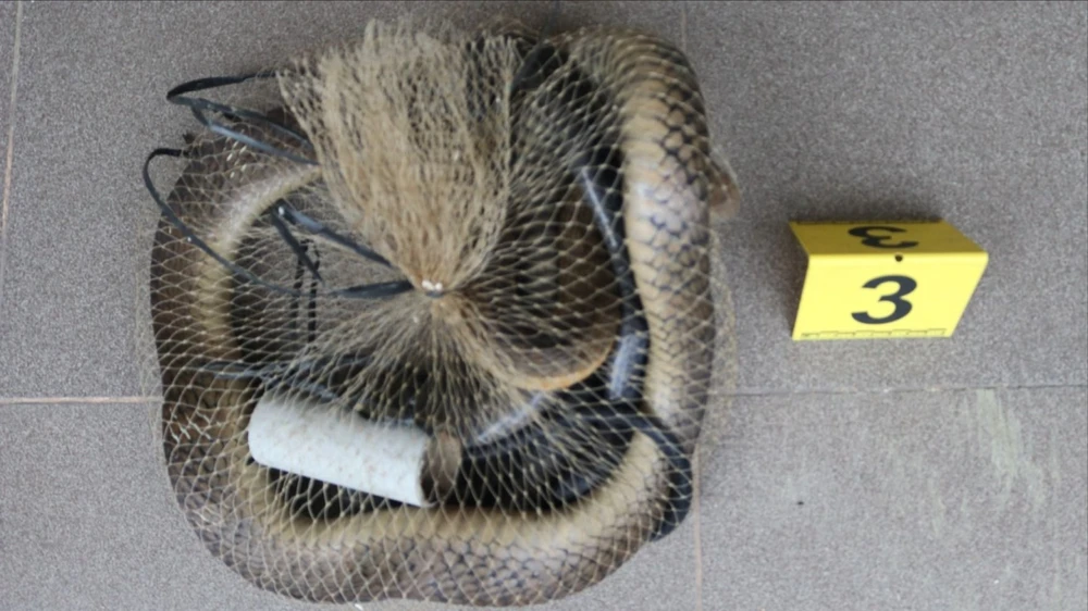 Mang 8 con hổ chúa đi bán thì bị bắt