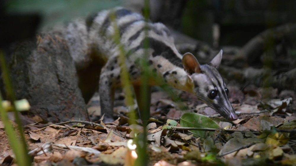 Nhen nhóm hy vọng phục hồi quần thể Cầy vằn
