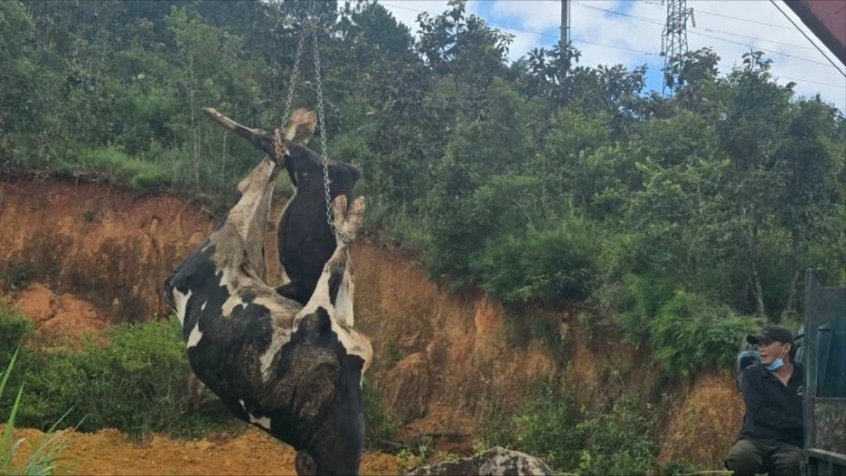 Bộ Nông nghiệp và PTNT báo cáo Phó thủ tướng Trần Lưu Quang về bệnh tiêu chảy trên đàn bò sữa tỉnh Lâm Đồng.