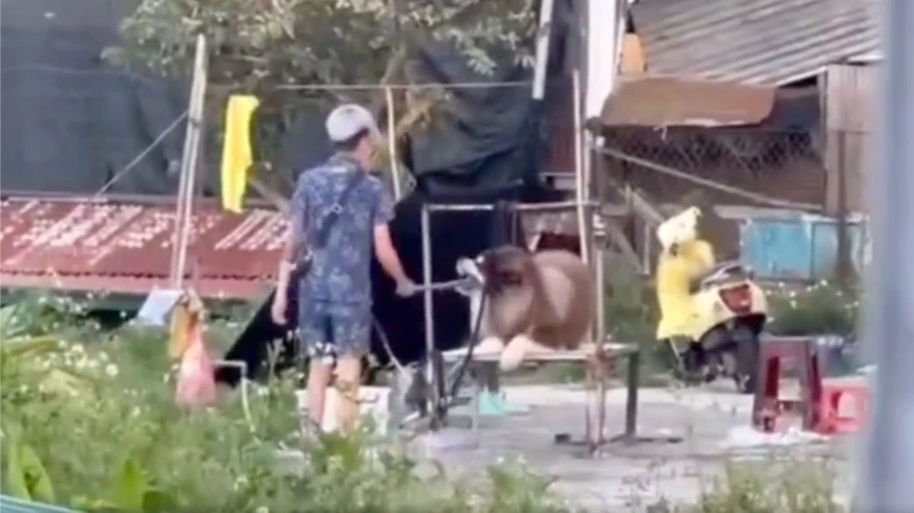 Vụ ngược đãi động vật ở Quảng trường Lâm Viên: Con chó được mua 2 triệu để cho thuê chụp ảnh