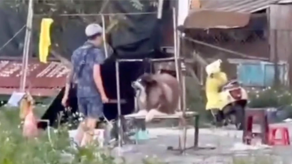 Công an sẽ vào cuộc vụ ngược đãi động vật ở Quảng trường Lâm Viên