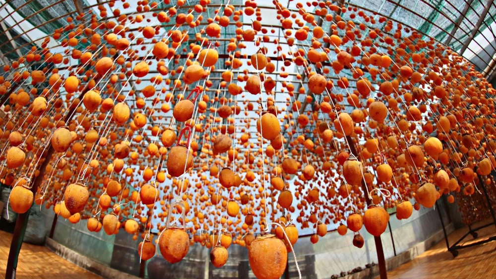 Mùa hồng chín ở Đà Lạt cũng là một mùa hoa