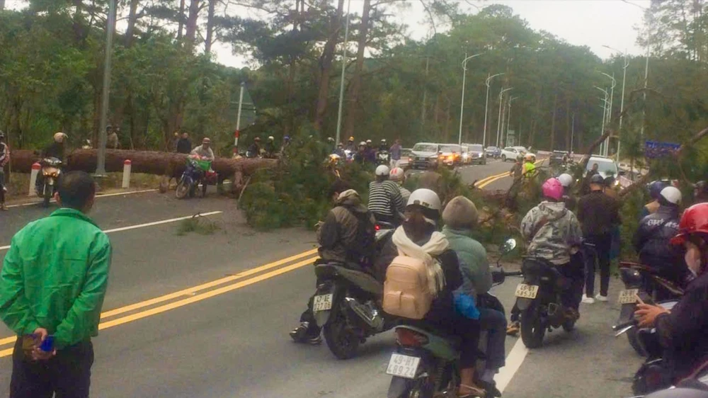 Cây thông cổ thụ đổ ở TP Đà Lạt, chắn ngang đèo Prenn