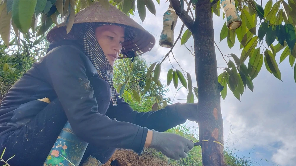 Khẩn trương điều tra vụ 2,5 ha vườn sầu riêng bị kẻ gian đốn hạ