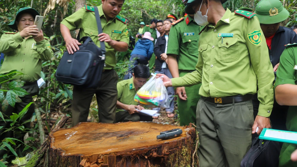 Nhân viên bảo vệ rừng câu kết lâm tặc triệt hạ gỗ kiền kiền quý hiếm