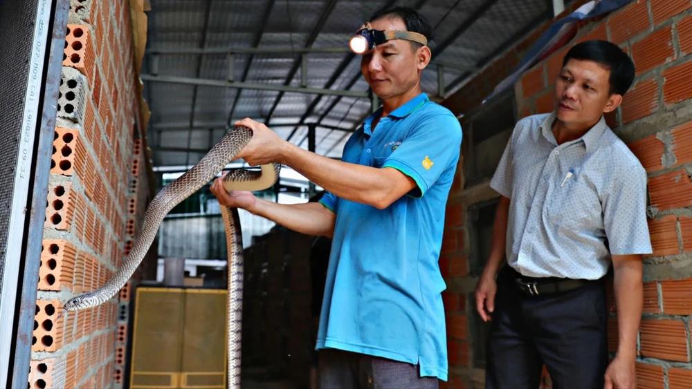 Tết Ất Tỵ ghé thăm trại rắn ở tỉnh Lâm Đồng