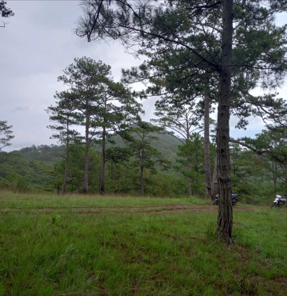 Nhiều doanh nghiệp “chưng hửng” khi tỉnh Lâm Đồng thu hồi 45 dự án cho thuê môi trường rừng