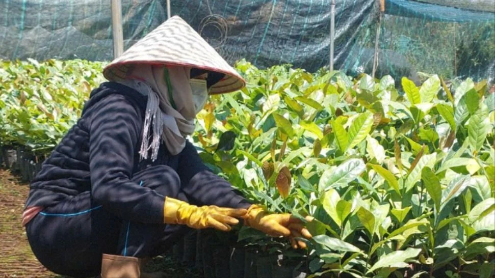 Nông dân tỉnh Lâm Đồng ồ ạt tái vườn, giá cây cà phê giống tăng dựng đứng