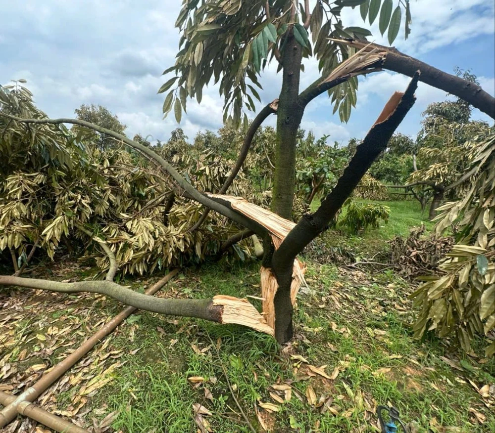 Hàng trăm cây sầu riêng gãy đổ sau trận lốc xoáy