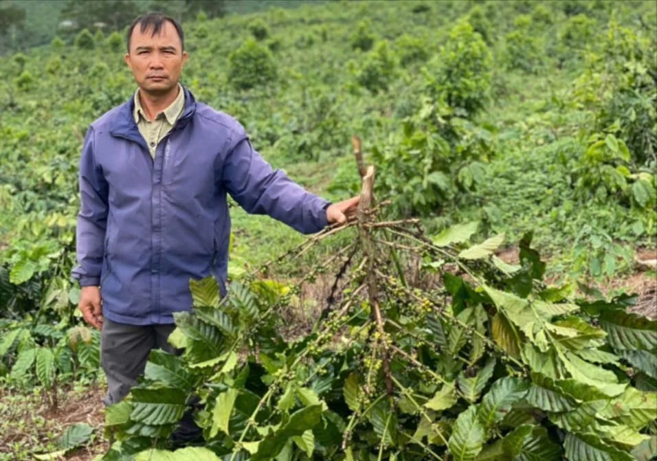 Hợp tác trồng cây bất thành, người đàn ông nhìn hàng chục ha cà phê bị chặt hạ