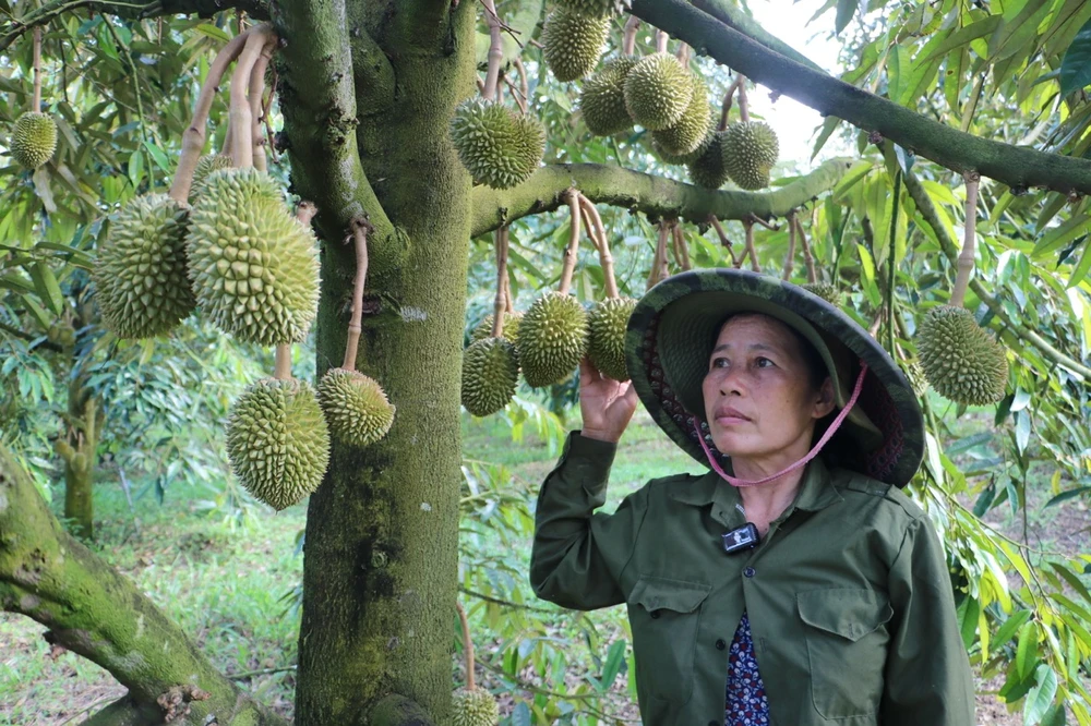 tinh-lam-dong-1 lớn.jpeg