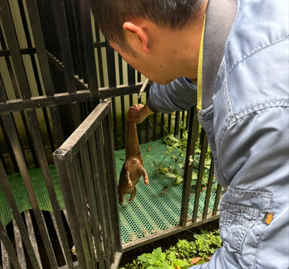 Ông Kha mang con tê tê Java đến kiểm lâm giao nộp. Ảnh: CHÍNH PHONG